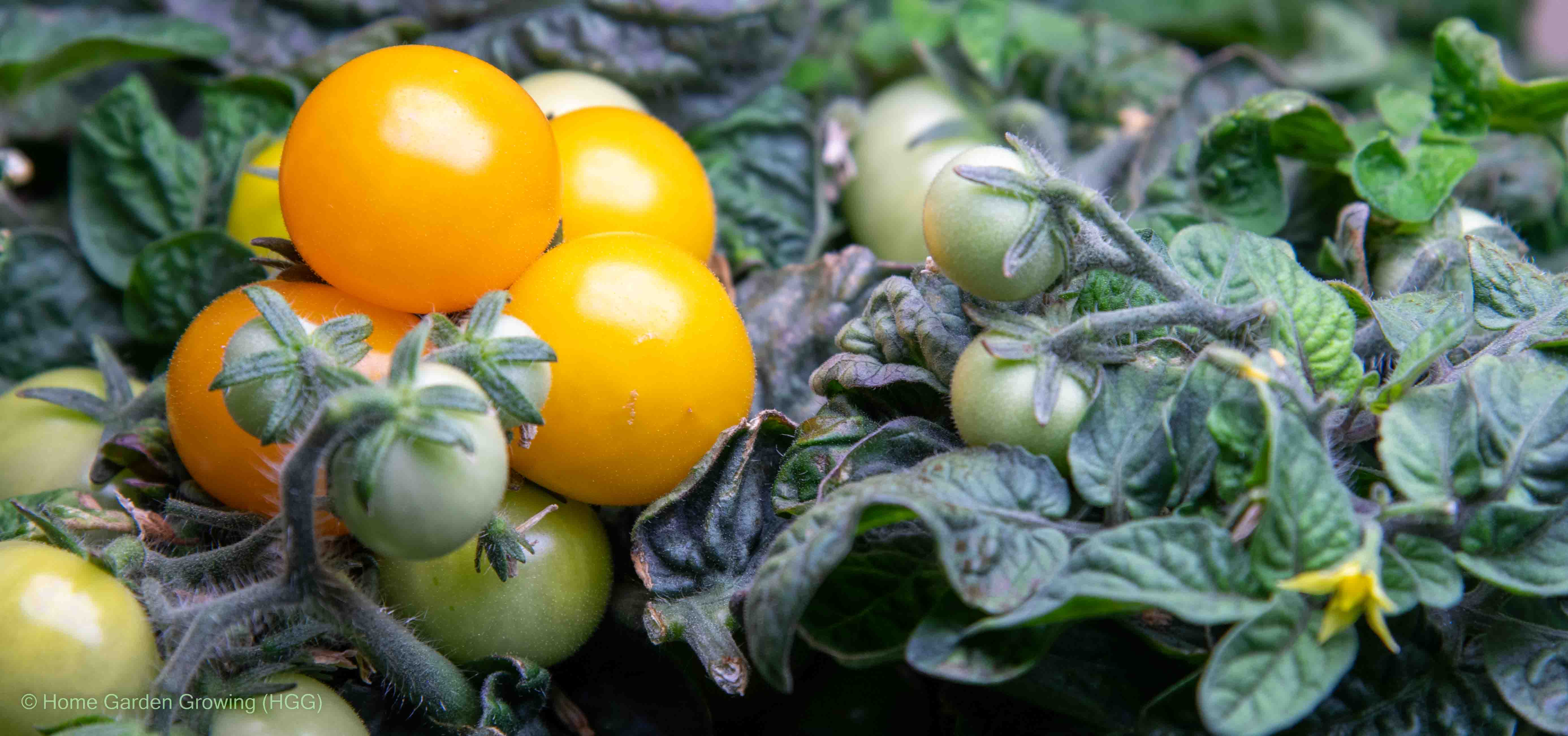 Cover Image for Easy Indoor Tomato Growing Guide