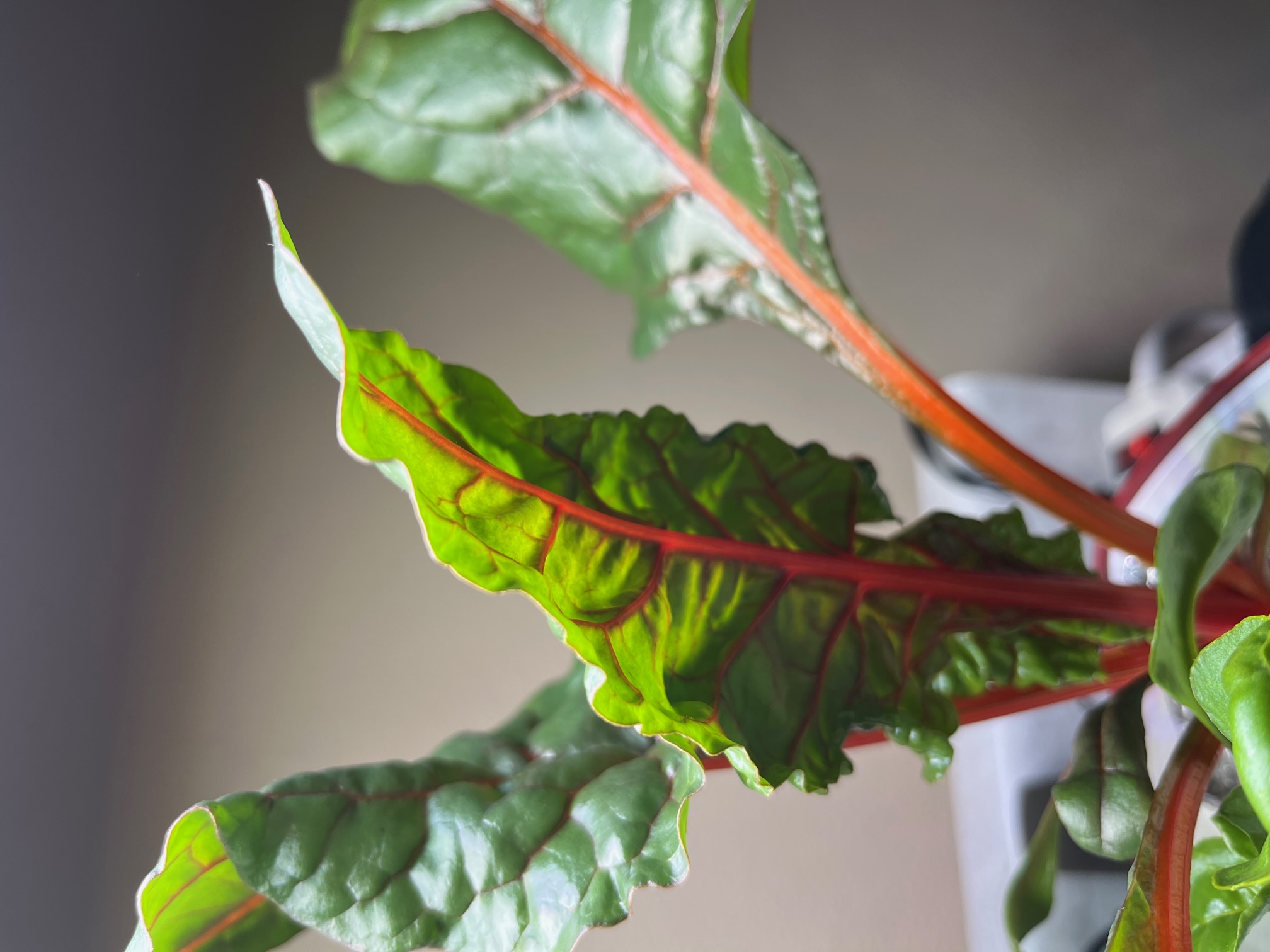 Cover Image for 3 Steps to Grow Rainbow Chard