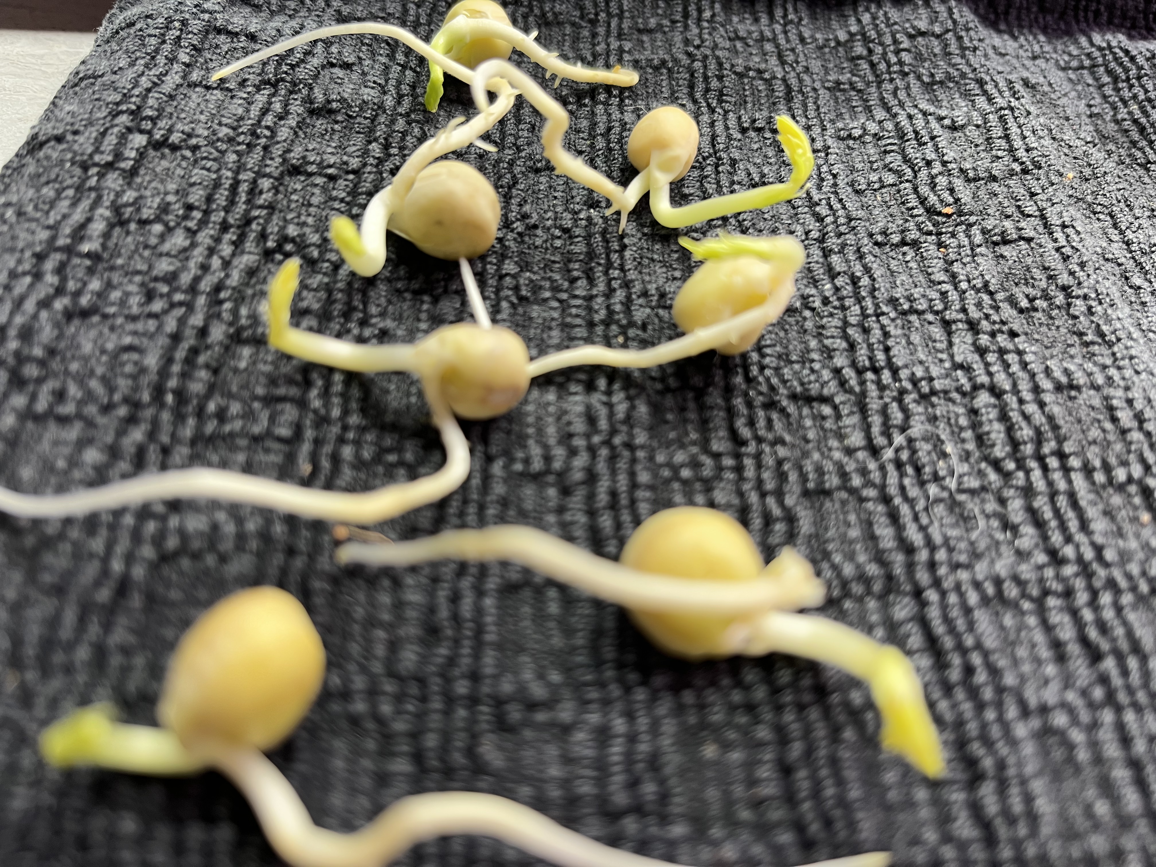 Cover Image for How to Sprout Pea Seeds