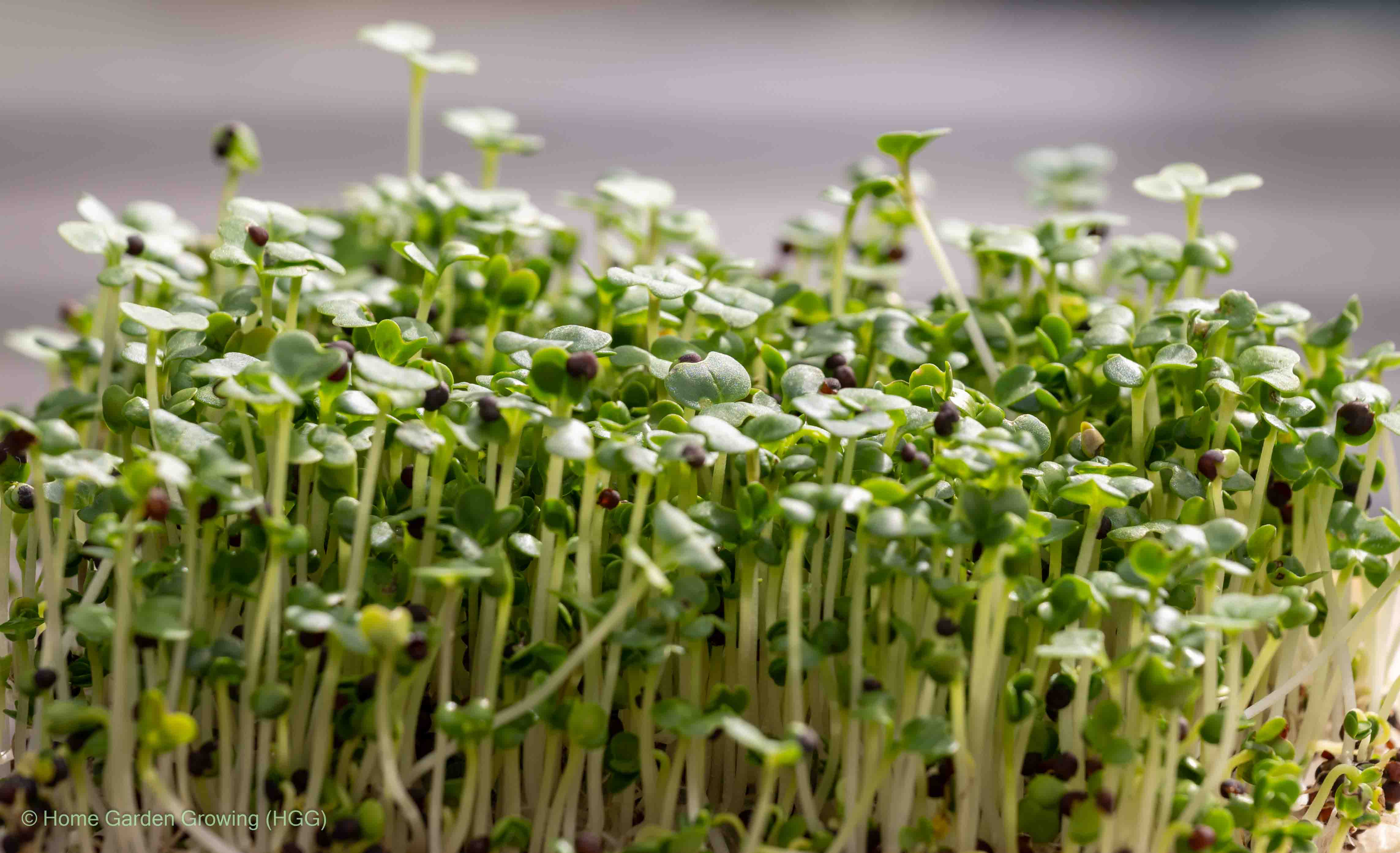 Cover Image for Introduction to Microgreens: What are they and why are they popular?