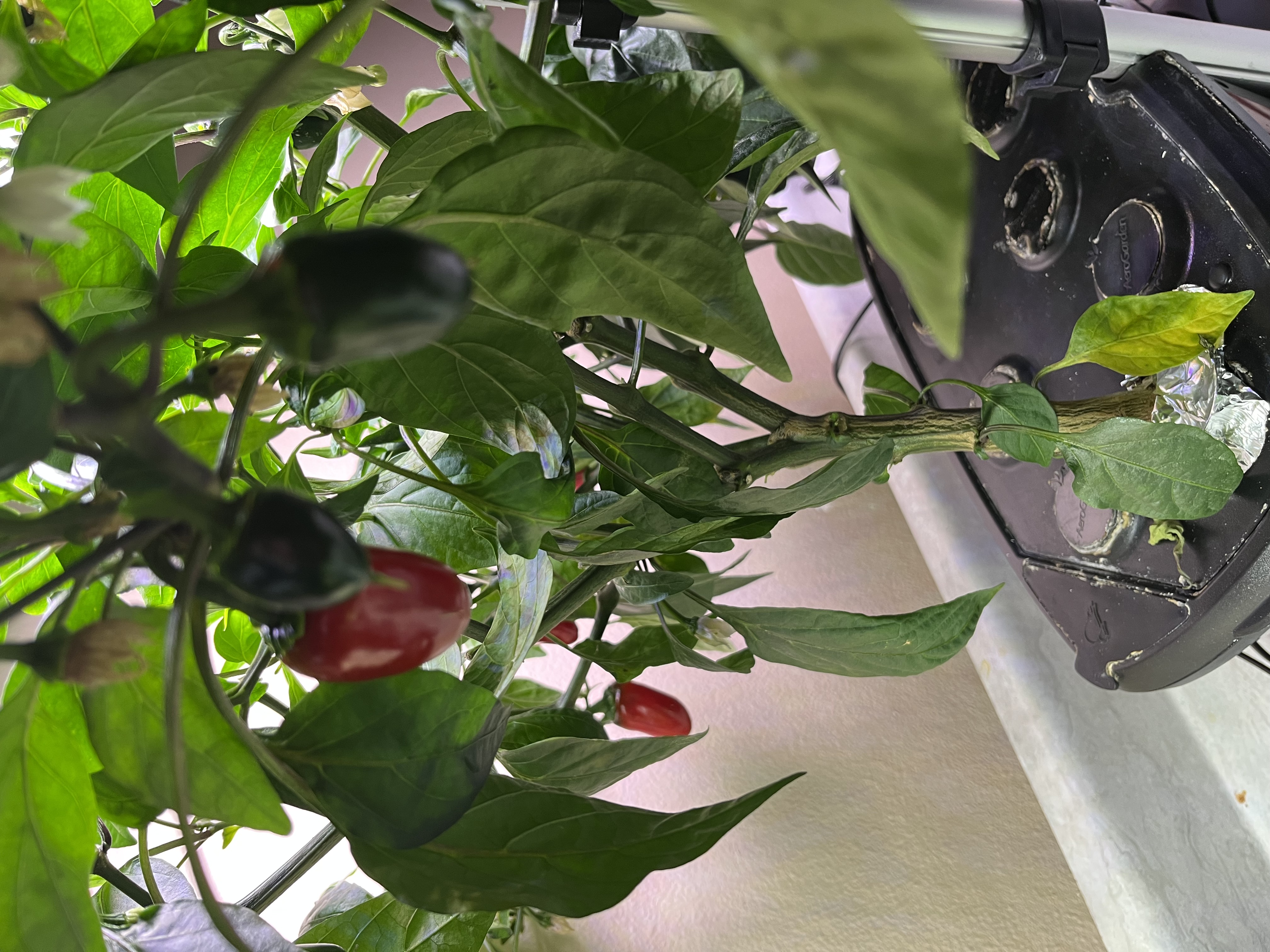 Cover Image for Growing Jalepanos indoors